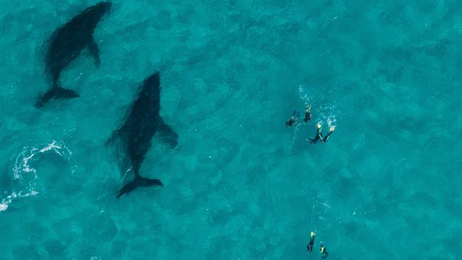 Swimming with whales off WA's Coral Coast.