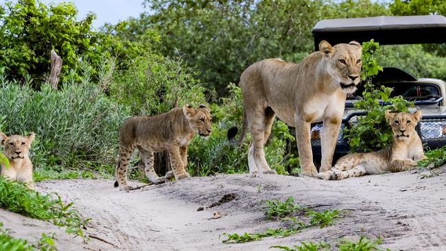 A lioness and two cubs at Savute Safari Lodge, Botswana. Photo: Mark Goldstein