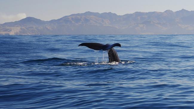 A whale off the coast of Kaikoura.