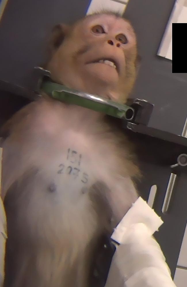 The monkeys being kept for experiments in metal harnesses. Picture: Cruelty Free International/Newsflash/australscope