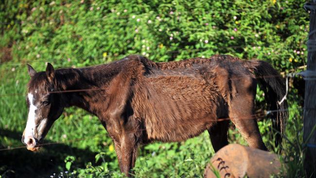 Horses on Pratt’s property were showing ribs from malnutrition. File image.