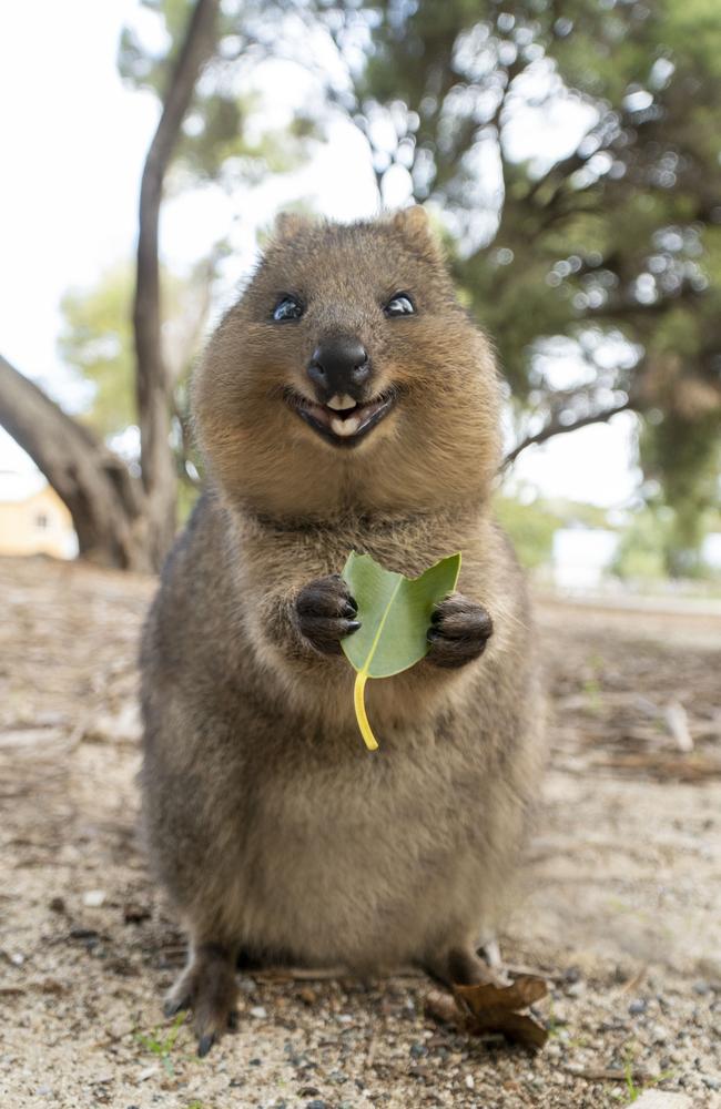 Suzana Paravac has gained a huge following on Instagram with her images of quokkas. Picture: Suzana Paravac/@CruzySuzy/Instagram