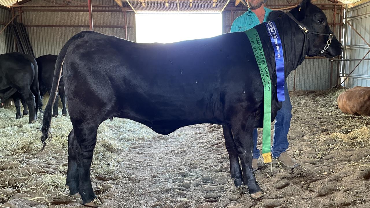 Ms Something Special 468T3. Mr Prior has big plans for the cow including AIing her to the two-time Supreme Champion of the Houston Texas Show. “America is huge on Brangus,” he said.