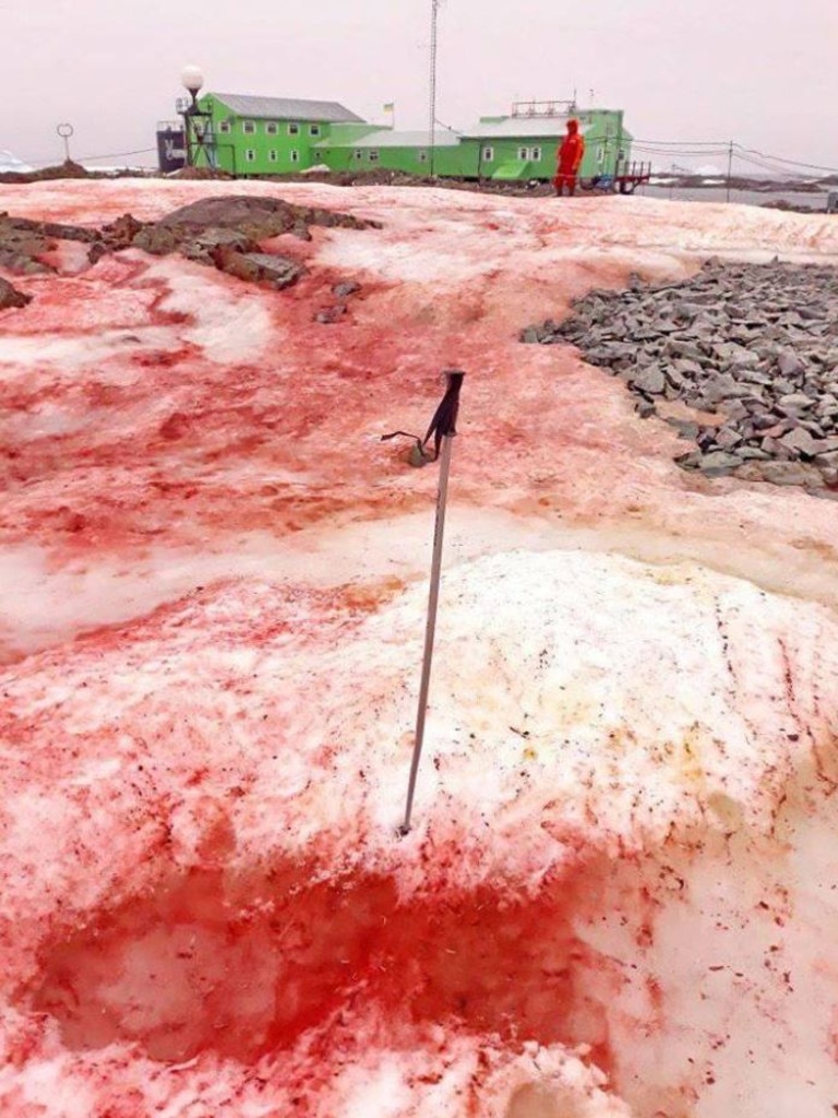 Algae is turning the snow blood red. Picture: Andriy Zotov