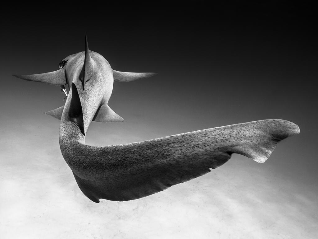 Lumix People’s Choice Award: Gliding by Christian Vizl, Mexico/Wildlife Photographer of the Year 2018/Natural History Museum. With conditions of perfect visibility and beautiful sunlight, Christian took this portrait of a nurse shark gliding through the ocean off the coast of Bimini in the Bahamas. Typically these sharks are found near sandy bottoms where they rest, so it’s rare to see them swimming.