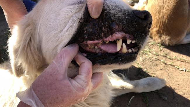 A golden retriever named Cody (pictured) found on the property. Picture: Supplied/RSPCA