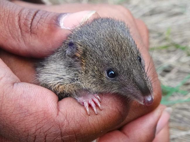 Swamp Antechinus. Picture: Supplied/Mark Antos