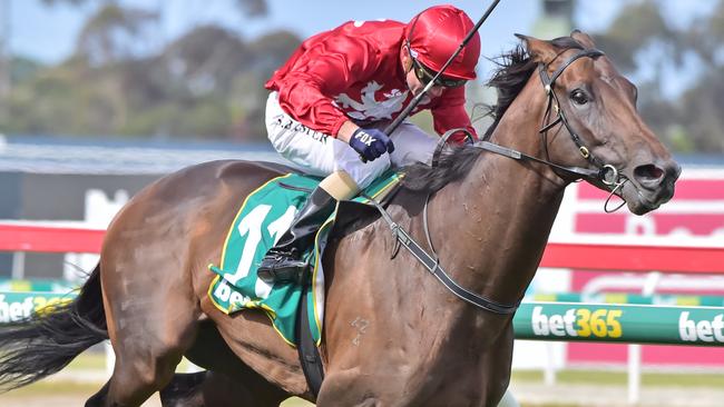 Runaway should lead and give plenty of cheek in the Ballarat Cup. Picture: Stephen Harman