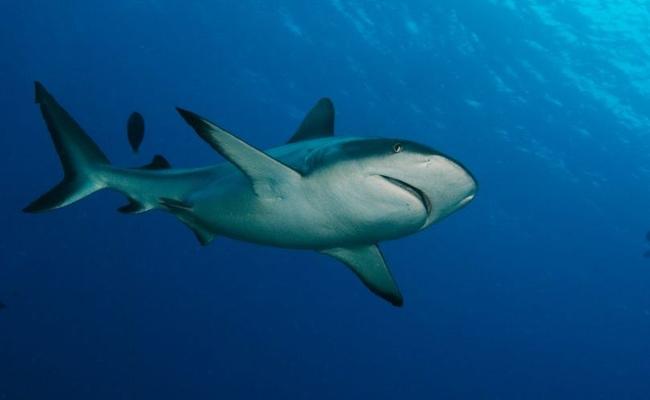 Picture: Lucy Trippett/Australian Marine Conservation Society