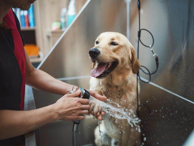 Vote for the best dog groomer on the Gold Coast. Photo: Istock