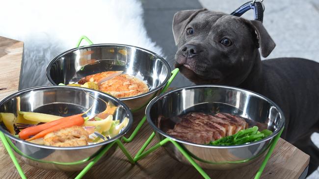 Harvey the Staffordshire Bull Terrier tucks in to a dog-friendly feast at Element Melbourne. Picture: Josie Hayden