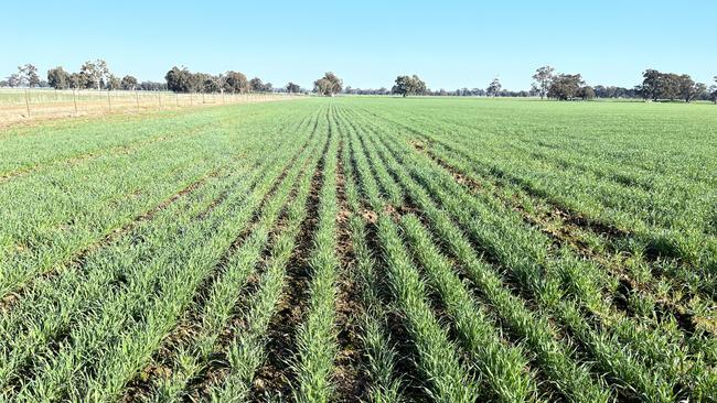 A crop of Boree wheat at Aintree Park at Brocklesby in southern NSW. Picture: Nikki Reynolds