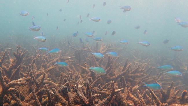 Staghorn corals killed by coral bleaching on Bourke Reef, on the Northern Great Barrier Reef, November 2016. Picture: ARC Centre of Excellence for Coral Reef Studies, Greg Torda/AAP