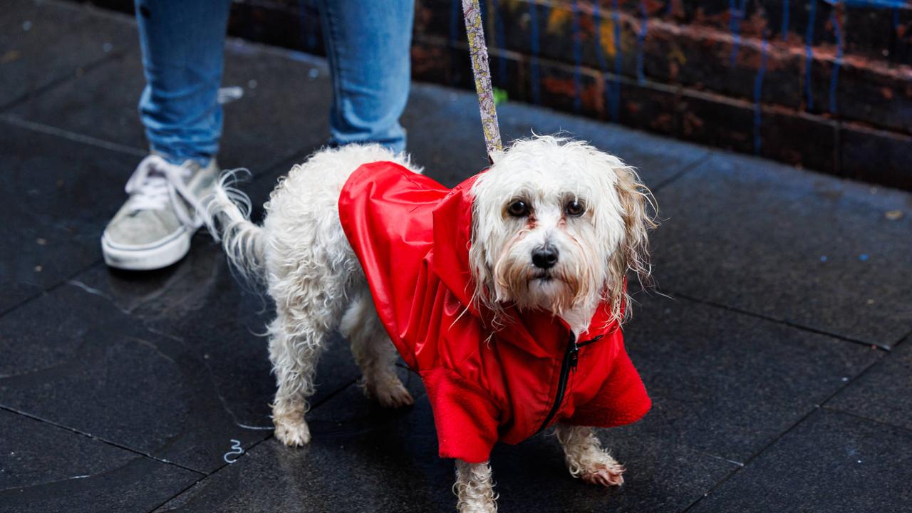 Dog Sydney wears a red raincoat. Picture: NCA NewsWire / David Swift