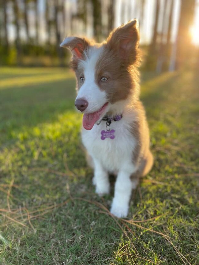 This is our 15 week old lilac border collie Ziggy from Miami! Not only is he the cutest pup, he is also a parvovirus survivor!