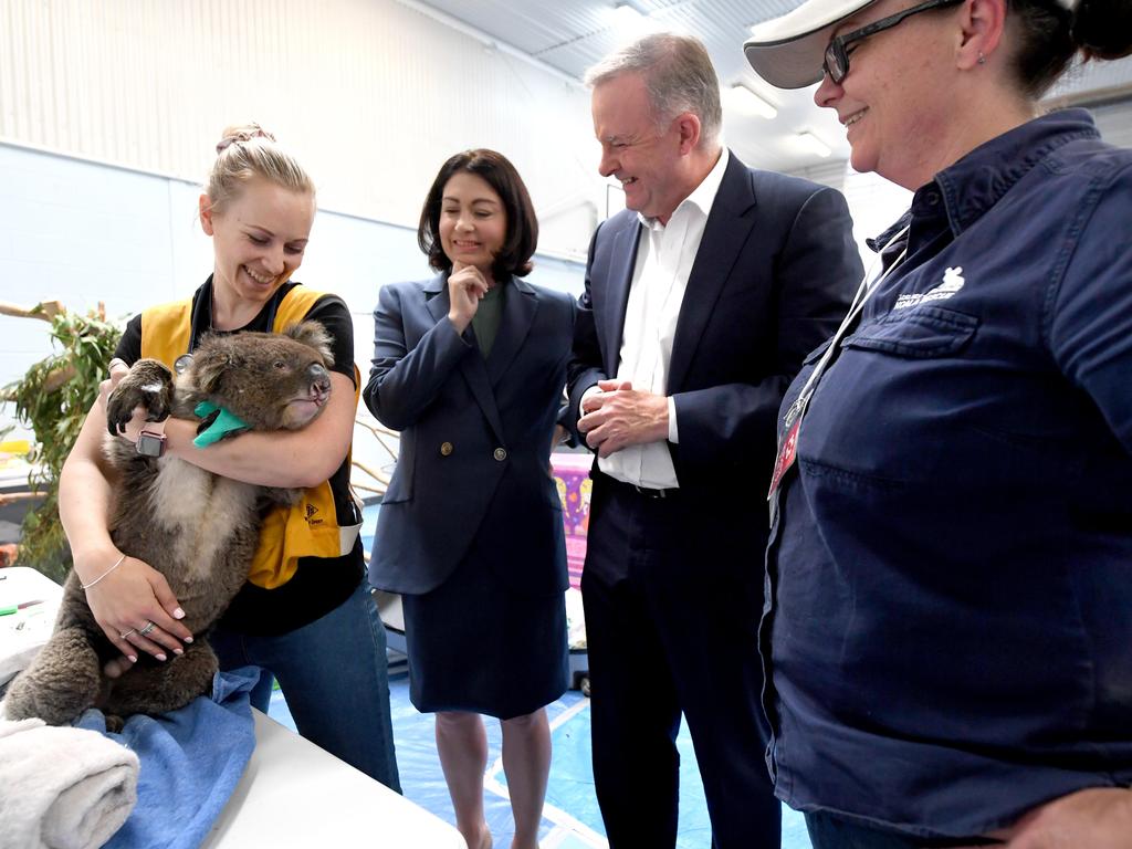 Opposition Leader Anthony Albanese visited the Adelaide Koala Rescue run by Jane Brister (right). Picture: Tricia Watkinson