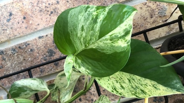 My Marble Queen Pothos. Picture: Amanda Robbemond