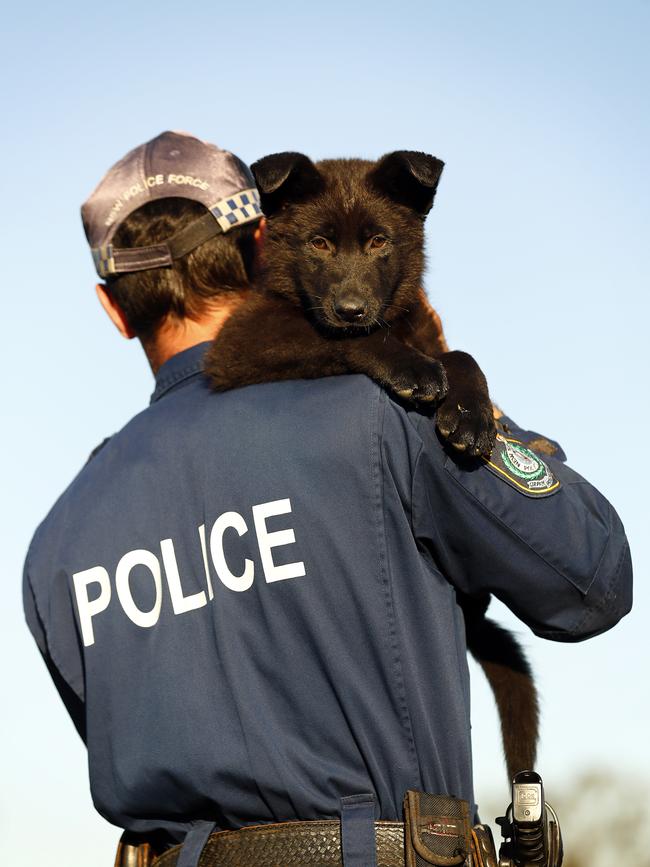 German shepherd Apollo will be trained as a police dog. Picture: Sam Ruttyn