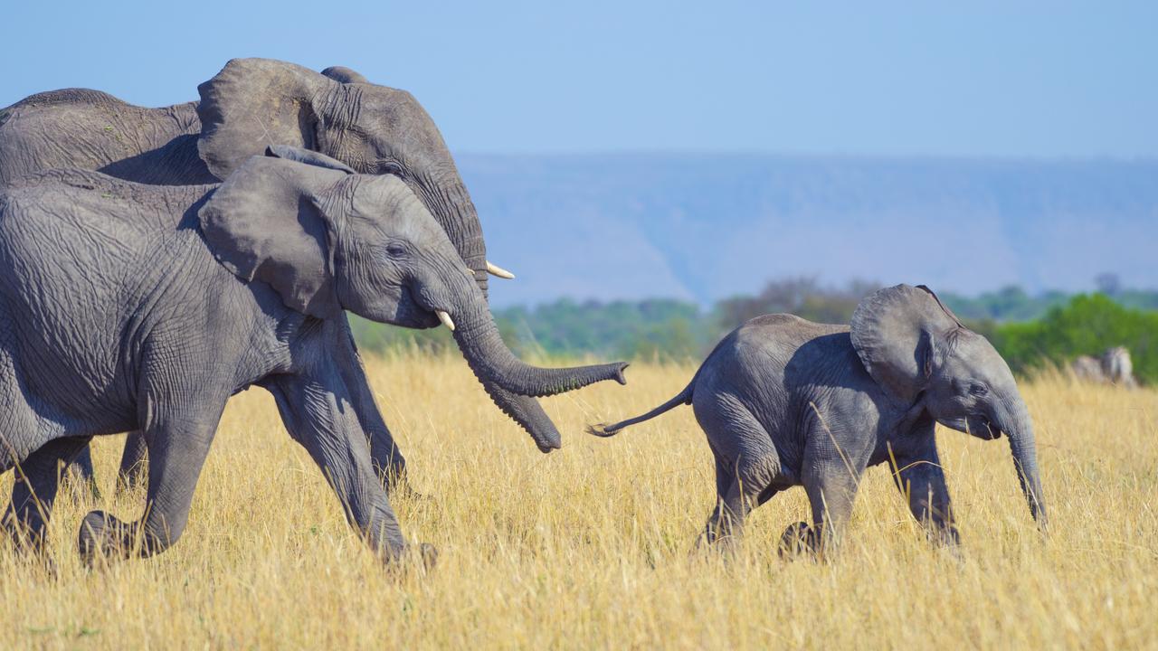 Elephant family with mother, father and calf. Picture: iStock