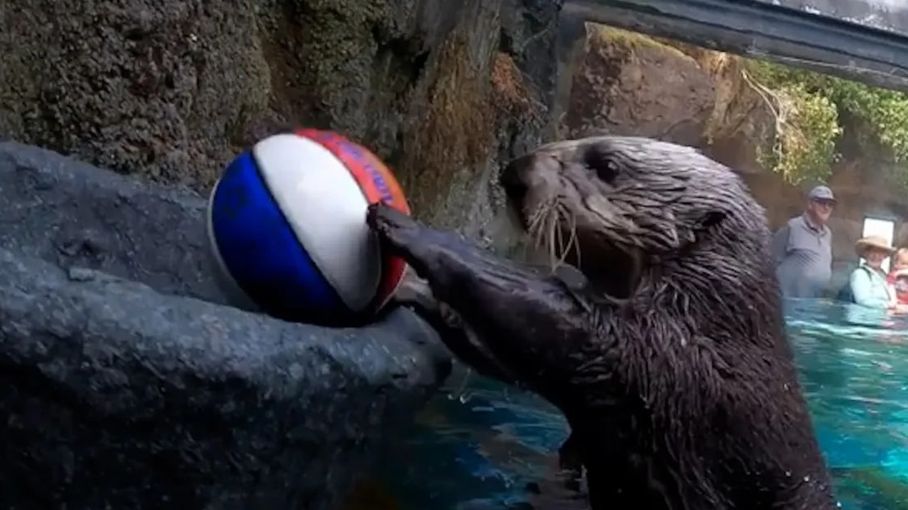 Juno the otter playing basketball to help ease pain in her joints. Picture: supplied.