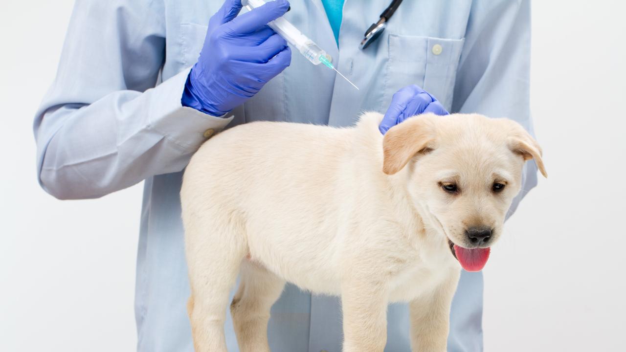 Dr Batt said people who are thinking about getting a puppy seriously needed to think about the cost of vaccinations before taking the plunge.