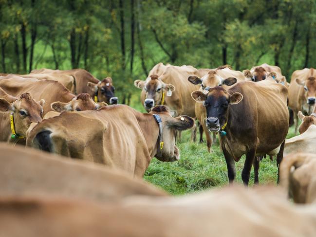 FARM: Gippsland JerseySallie Jones runs Gippsland Jersey and is a powerhouse in the dairy industry, having just opened a new processing plant in East Gippsland and is now making butter on top of her other dairy products.Pictured: Jersey cows on farm at Jindivick. Generic jersey cow. Milk.PICTURE: ZOE PHILLIPS