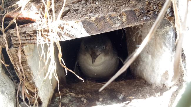 A little penguin at Granite Island, photographed during the annual census. Picture: Maddie Turley