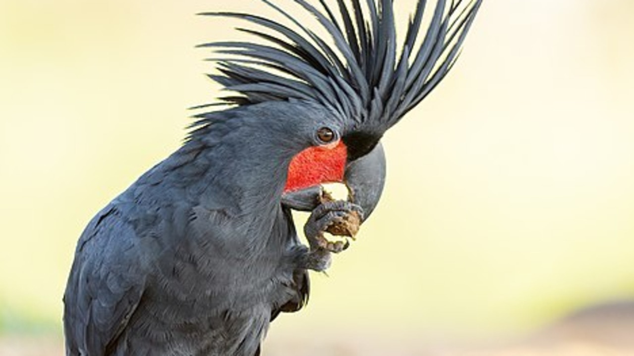 Iconic Aussie bird under threat of extinction