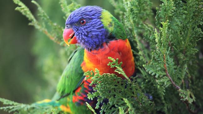 A Rainbow Lorikeet.