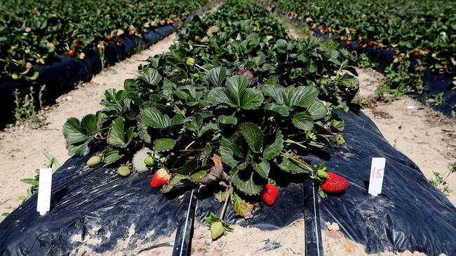 File picture: Suncoast Harvest at Bells Creek will pull out of growing the fruit for the rest of the year.