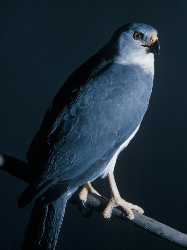 The Macalister Range National Park is home to the grey goshawk. Picture: Queensland Museum