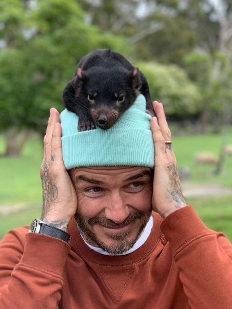 He tried this critter on as a hat. Picture: Instagram/@davidbeckham