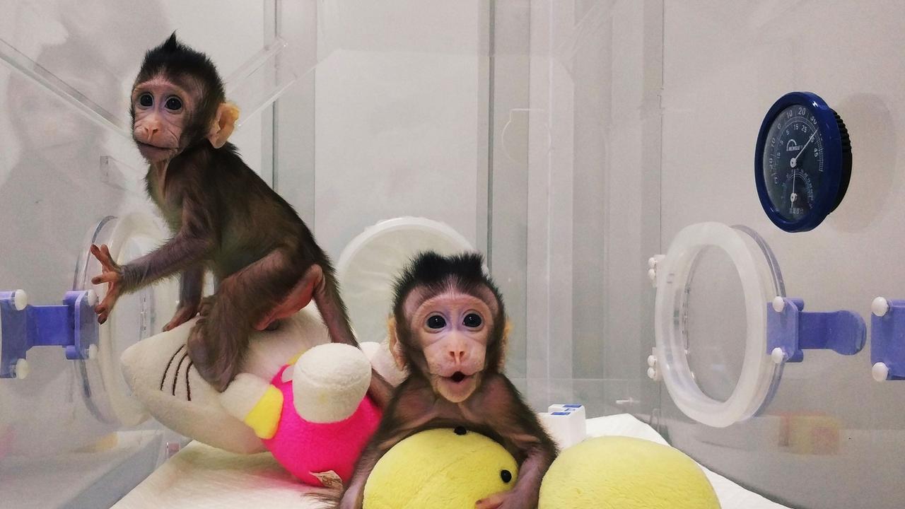 "Zhong Zhong" (L) and "Hua Hua" were the first monkeys cloned by the same process that produced Dolly the sheep more than 20 years ago — another Chinese based study. Picture: Chinese Academy of Sciences 
