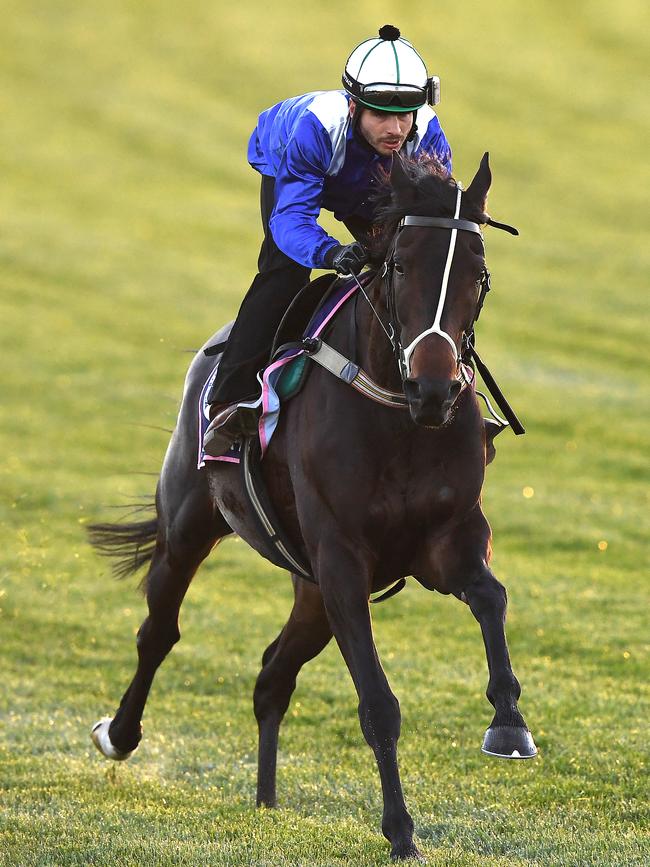 Jaameh during trackwork at Flemington last Tuesday. Picture: AAP Image/Julian Smith