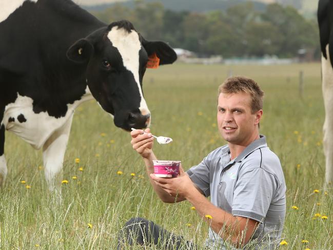 8.11.2014. Nick Hutchinson , Fleurieu Milk Company with Halal yogurt at their Myponga property and coldroom. pic tait schmaal.