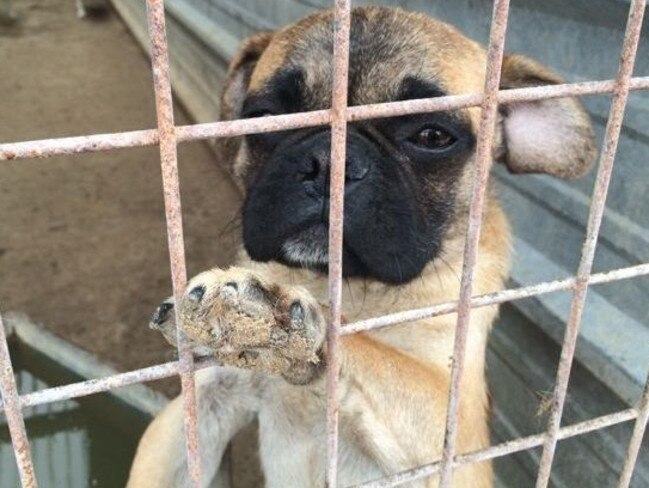 RSPCA Puppy farm dog rescue.