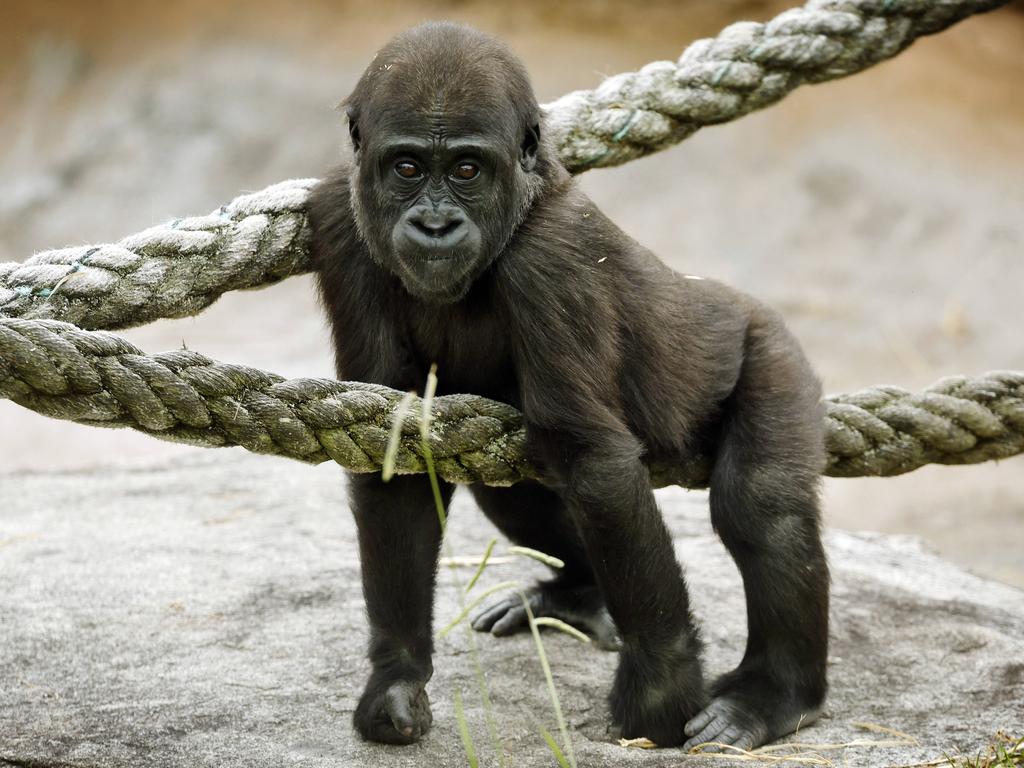 Kaius enjoys just hangin’ around on play equipment including climbing ropes. Picture: Sam Ruttyn