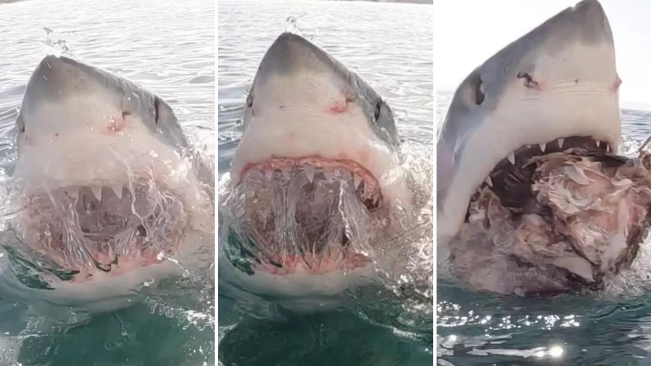 VIDEO: The terrifying moment great white shark lunges at diver | news