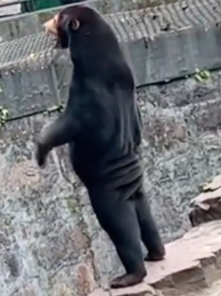 Kids News: Chinese zoo forced to deny standing bear is a human in costume |  KidsNews