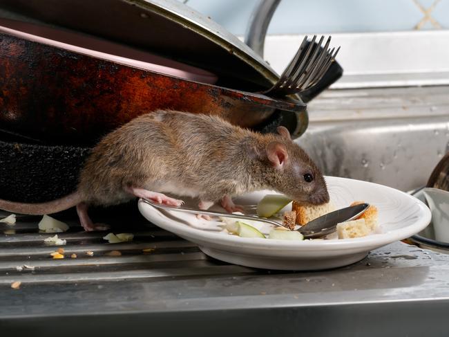 Rat in kitchen. Food safety generic. Picture: iStock