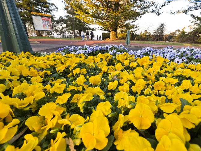 Picnic Point is beginning to bloom in time for Carnival of Flowers 2020, Tuesday, September 1, 2020. Picture: Kevin Farmer