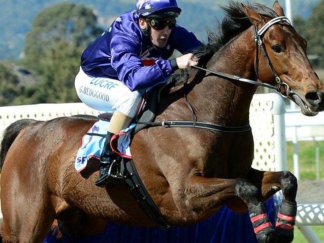 30/08/2014 Morphettville races, Irish Day. Race 2 Irish Steeple won by King Triton ridden by Gavin Bedggood . Pic Mark Brake