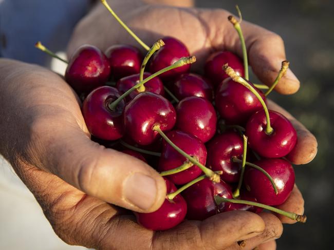 13/12/19: Cherry farmer and NSW farmer of the year, Chris Hall on his cherry farm at Young, NSW. John Feder/The Australian.