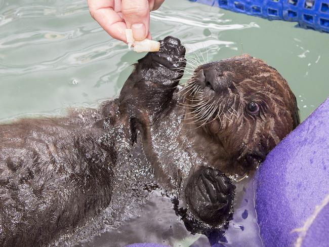 The five-week-old is gradually gaining in confidence. Picture: Brenna Hernandez/Shedd Aquarium