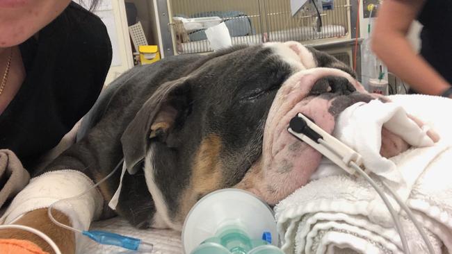 Owners Kayla Johnson and Phil Street have spent their entire savings keeping their six-month-old puppy Biggie Smalls on life support at a Carrara vet clinic. Photo: Facebook