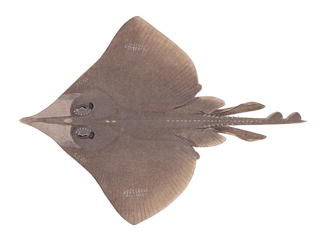 Maugean Skate (Zearaja maugeana). Picture: Supplied