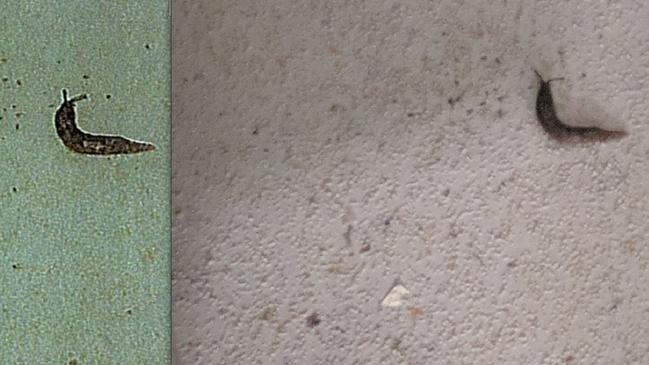 A photo shows a slug found in the iCook Foods (left) facility that was sent to owners, compared to the original photo (right) taken during a health inspection.