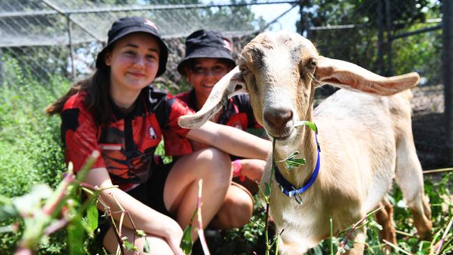 Alawa Primary School pupils Aspasia Pizanias and Amahla Hoffman-Dalton with goats Moana and Ariel. Vandals have been killing and stealing animals at the school, as well as setting them free Picture: KATRINA BRIDGEFORD.