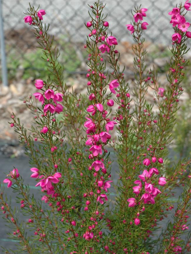 Boronia ‘Flamingo’