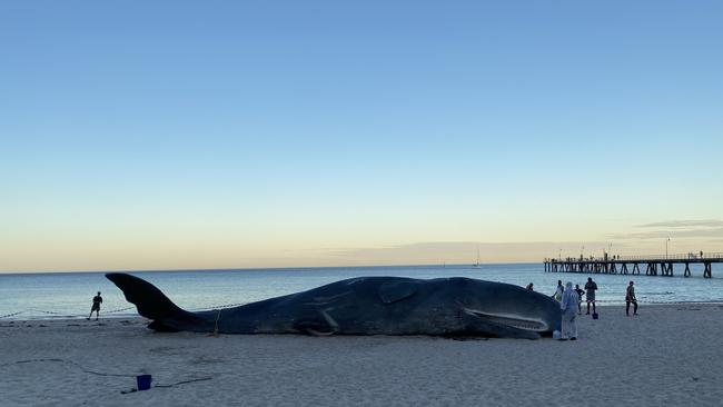 Initially there was a lot of confusion among beachgoers as to whether the whale was real. Picture: Craig Malin